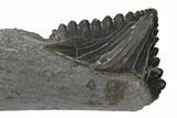 Bizarre Edestus Shark Tooth In Jaw Section - Carboniferous #130855-2